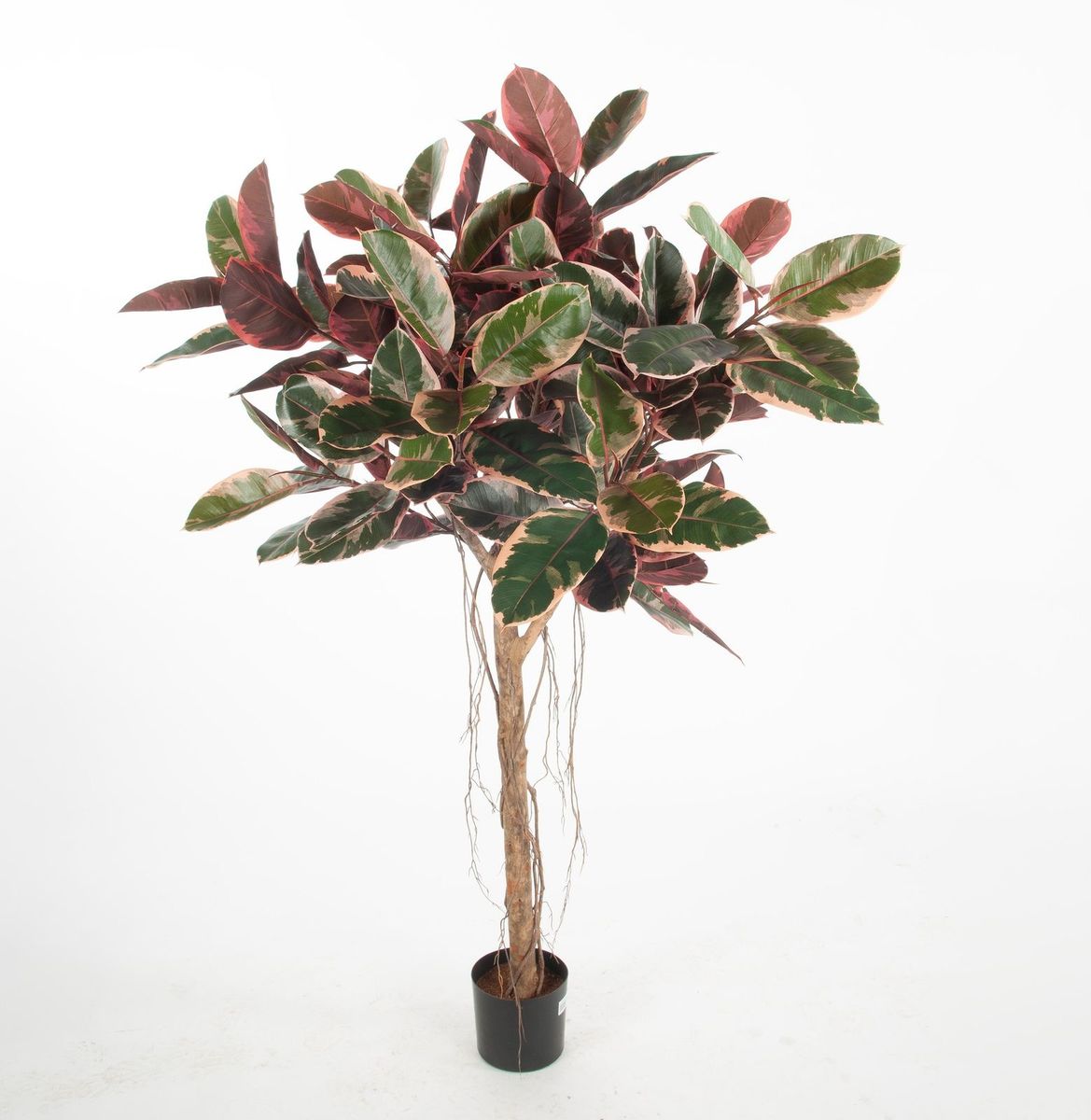 Ficus Elastica flere høyder