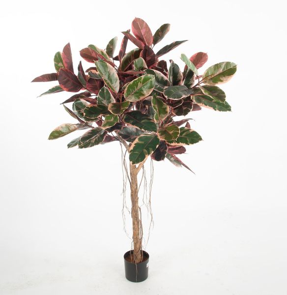Hovedbilde Ficus Elastica flere høyder