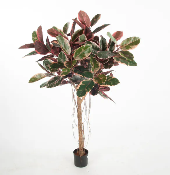 Hovedbilde Ficus Elastica flere høyder