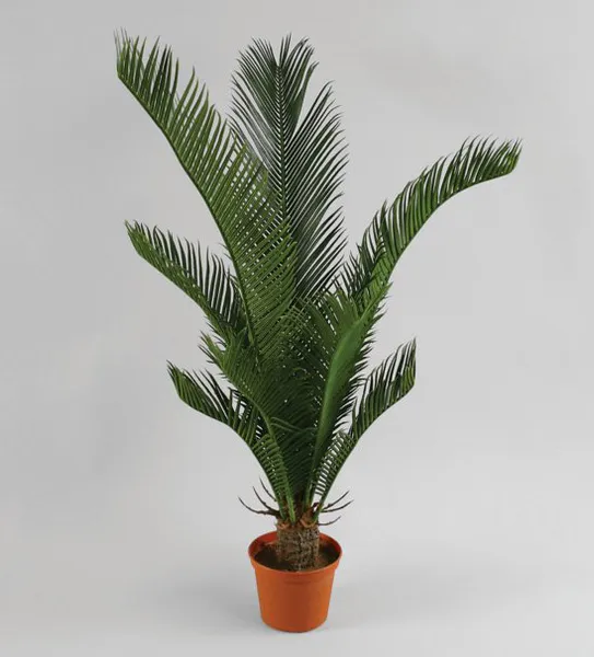 Hovedbilde Kunstig Baby Cycus 65 cm