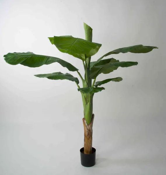 Hovedbilde Kunstig Bananpalme 140 eller 210 cm