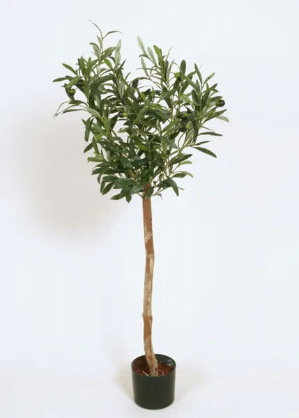 Hovedbilde Kunstig Oliventre med tynn stamme, 115 cm